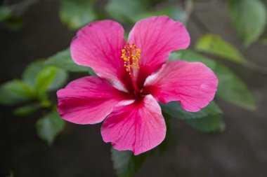 Bahçedeki ağaçta çiçek açan pembe amber çiçeği.