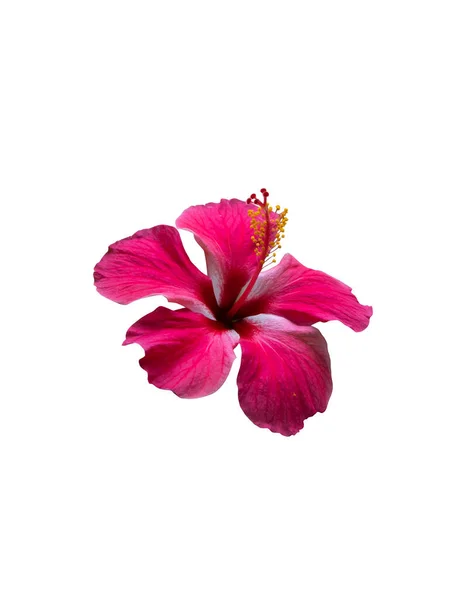 Kvetoucí Růžový Ibišek Květ Izolovaném Pozadí — Stock fotografie