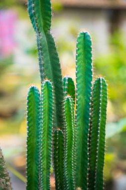 Yakın plan Odaklanma Doğal Yeşil Kaktüs Bahçede Bulanık Arka plan