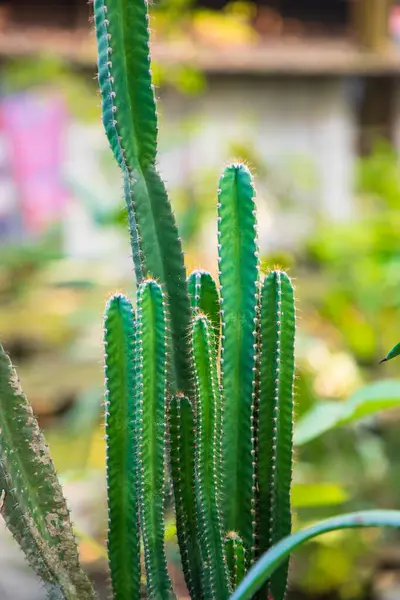 Close Focus Natural Green Cactus Com Fundo Embaçado Jardim — Fotografia de Stock
