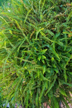 Natural Fern Leaves   texture background wallpaper