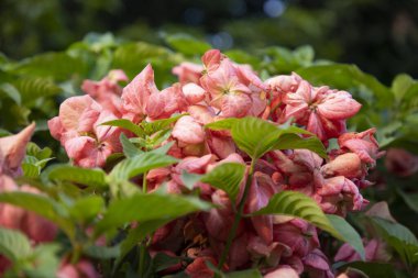 Yakın plan Pembe Dona Kraliçesi Sirikit çiçeğini bahçe ağacı dalına odakla
