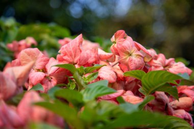Yakın plan Pembe Dona Kraliçesi Sirikit çiçeğini bahçe ağacı dalına odakla