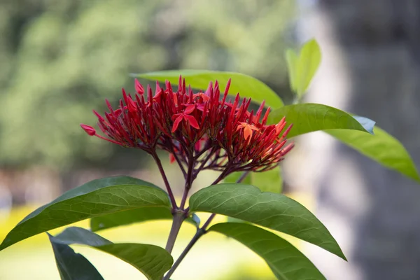 stock image A bunch of Ixora Hybrid Red cluster flowers with green Blurry background