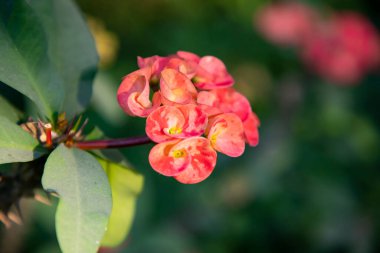 Bahçedeki ağaç dalında dikenli çiçeklerden oluşan kırmızı taç, bulanık bir arka plan.