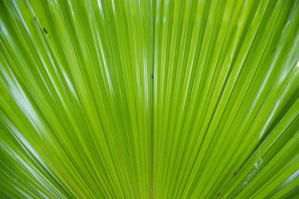 Tropik Doğal Yeşil Palmiye Yaprakları Desen Dokusunu Soyut Arkaplan — Stok fotoğraf