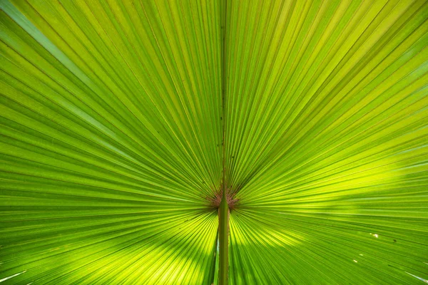 Tropical Naturalne Zielone Liście Palmy Wzór Tekstury Abstrakcyjne Tło — Zdjęcie stockowe