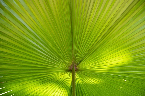 Tropical Vert Naturel Feuilles Palmier Motif Texture Fond Abstrait — Photo