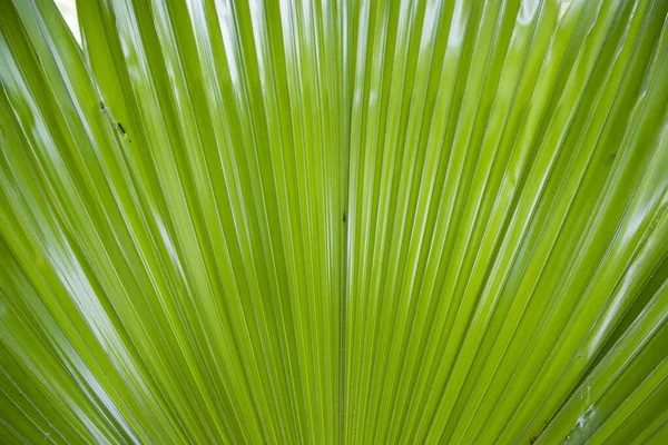 Tropical Natural Verde Palma Folhas Padrão Textura Abstrato Fundo — Fotografia de Stock