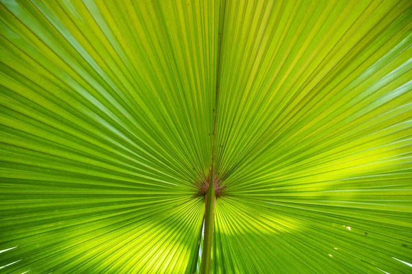 Tropical Natural Hojas Palma Verde Patrón Textura Abstracto Fondo — Foto de Stock