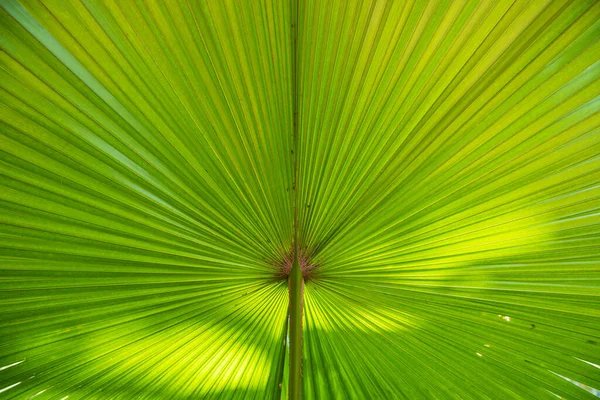 Tropical Vert Naturel Feuilles Palmier Motif Texture Fond Abstrait — Photo