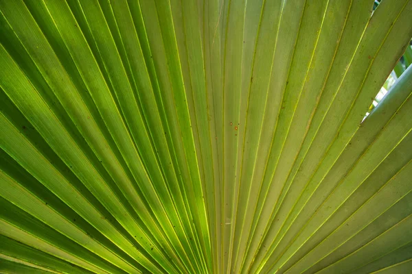 Tropical Natural Verde Palma Folhas Padrão Textura Abstrato Fundo — Fotografia de Stock