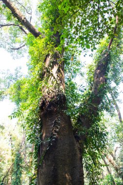 Yeşillik manzaralı ormandaki en büyük yaşlı ağaç.