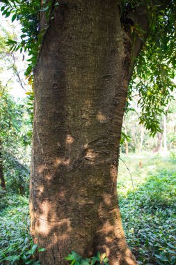 Yeşillik manzaralı ormandaki en büyük yaşlı ağaç.