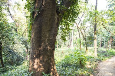 Yeşillik manzaralı ormandaki en büyük yaşlı ağaç.