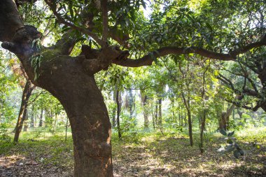 Yeşillik manzaralı ormandaki en büyük yaşlı ağaç.