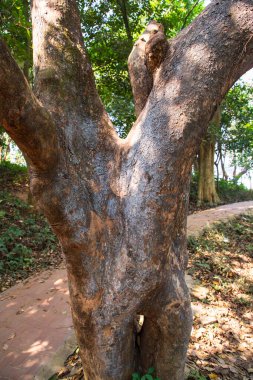 Yeşillik manzaralı ormandaki en büyük yaşlı ağaç.