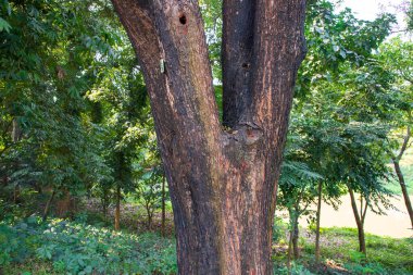 Yeşillik manzaralı ormandaki en büyük yaşlı ağaç.