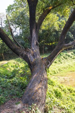 Yeşillik manzaralı ormandaki en büyük yaşlı ağaç.