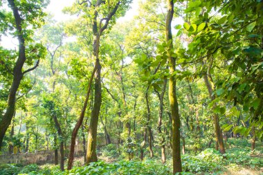 Botanik bahçesi parkında Doğal Orman Yeşil Ağaçları