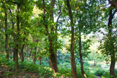 Botanik bahçesi parkında Doğal Orman Yeşil Ağaçları