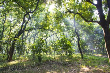 Botanik bahçesi parkında Doğal Orman Yeşil Ağaçları