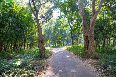 Botanik bahçesi parkında Doğal Orman Yeşil Ağaçları