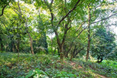 Botanik bahçesi parkında Doğal Orman Yeşil Ağaçları
