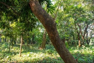 Botanik bahçesi parkında Doğal Orman Yeşil Ağaçları