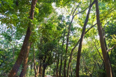 Botanik bahçesi parkında Doğal Orman Yeşil Ağaçları
