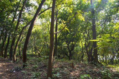 Botanik bahçesi parkında Doğal Orman Yeşil Ağaçları