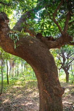 Yeşillik manzaralı ormandaki en büyük yaşlı ağaç.