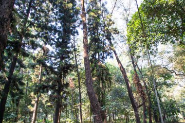 Botanik bahçesi parkında Doğal Orman Yeşil Ağaçları