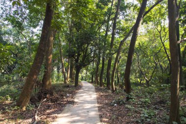 Botanik bahçesi parkında Doğal Orman Yeşil Ağaçları