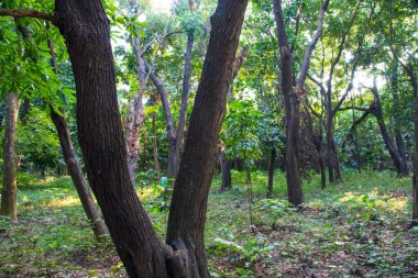 Botanik bahçesi parkında Doğal Orman Yeşil Ağaçları