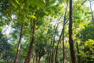 Botanik bahçesi parkında Doğal Orman Yeşil Ağaçları