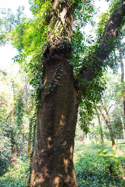 Yeşillik manzaralı ormandaki en büyük yaşlı ağaç.