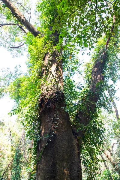 Yeşillik manzaralı ormandaki en büyük yaşlı ağaç.