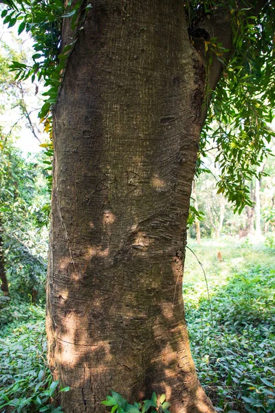 Yeşillik manzaralı ormandaki en büyük yaşlı ağaç.