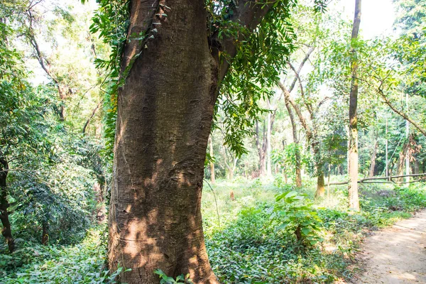 Yeşillik manzaralı ormandaki en büyük yaşlı ağaç.
