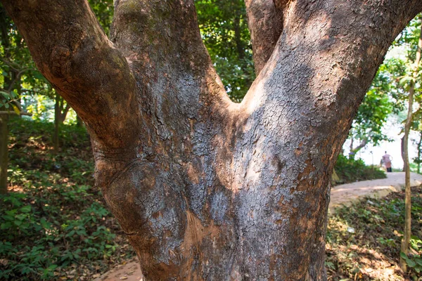 Yeşillik manzaralı ormandaki en büyük yaşlı ağaç.