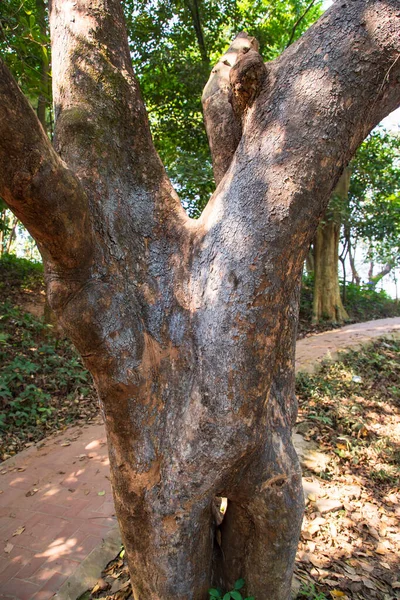 Yeşillik manzaralı ormandaki en büyük yaşlı ağaç.