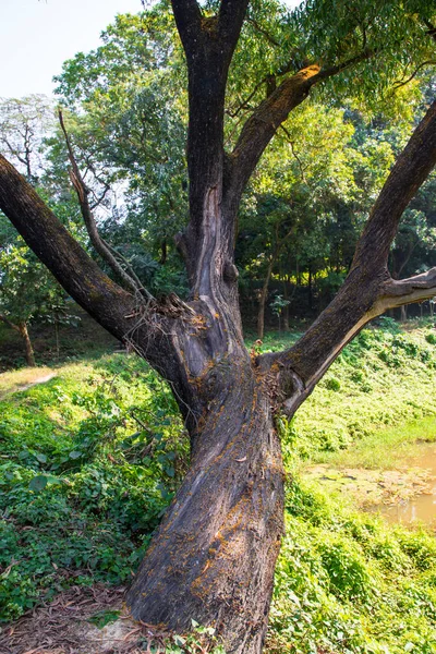 Yeşillik manzaralı ormandaki en büyük yaşlı ağaç.