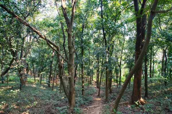 Botanik bahçesi parkında Doğal Orman Yeşil Ağaçları
