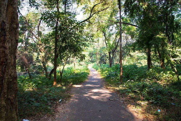 Botanik bahçesi parkında Doğal Orman Yeşil Ağaçları