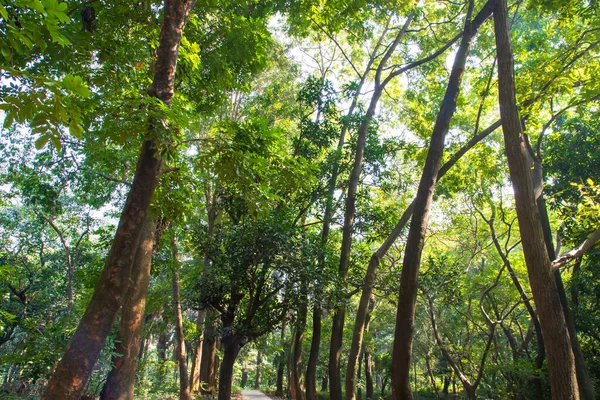 Botanik bahçesi parkında Doğal Orman Yeşil Ağaçları