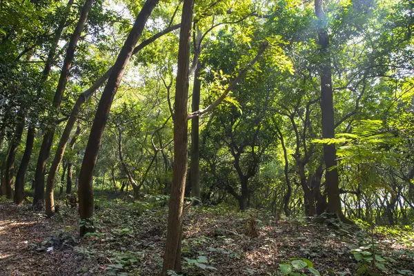 Botanik bahçesi parkında Doğal Orman Yeşil Ağaçları