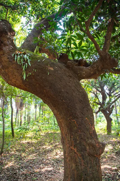 Yeşillik manzaralı ormandaki en büyük yaşlı ağaç.