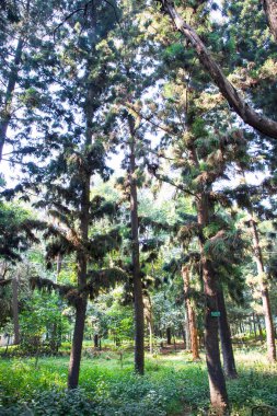 Botanik bahçesi parkında Doğal Orman Yeşil Ağaçları