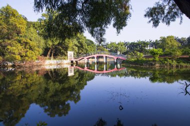 Doğal manzara. Göl suyundaki ağaçların yansıması. Mavi gökyüzüne karşı.